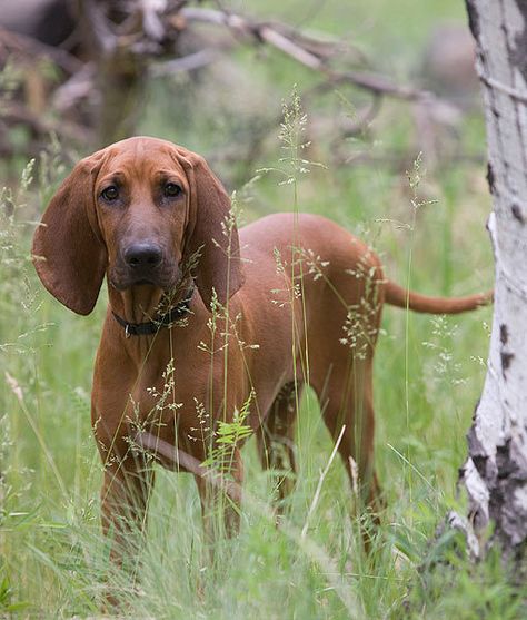 red coonhound puppies