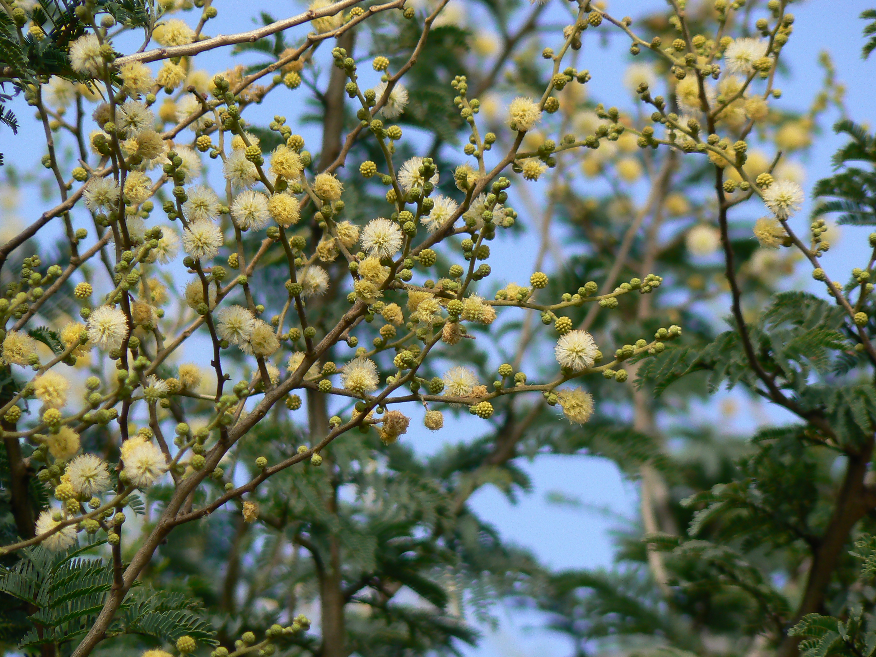 File Acacia Leucophloea Jpg Wikimedia Commons