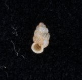 <i>Adelopoma</i> Genus of gastropods