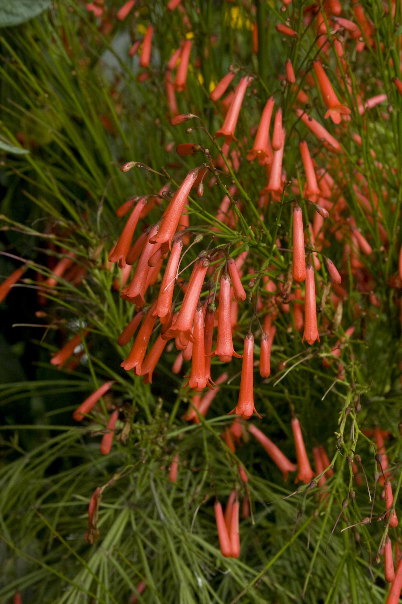 Russelia equisetiformis firecracker plant care