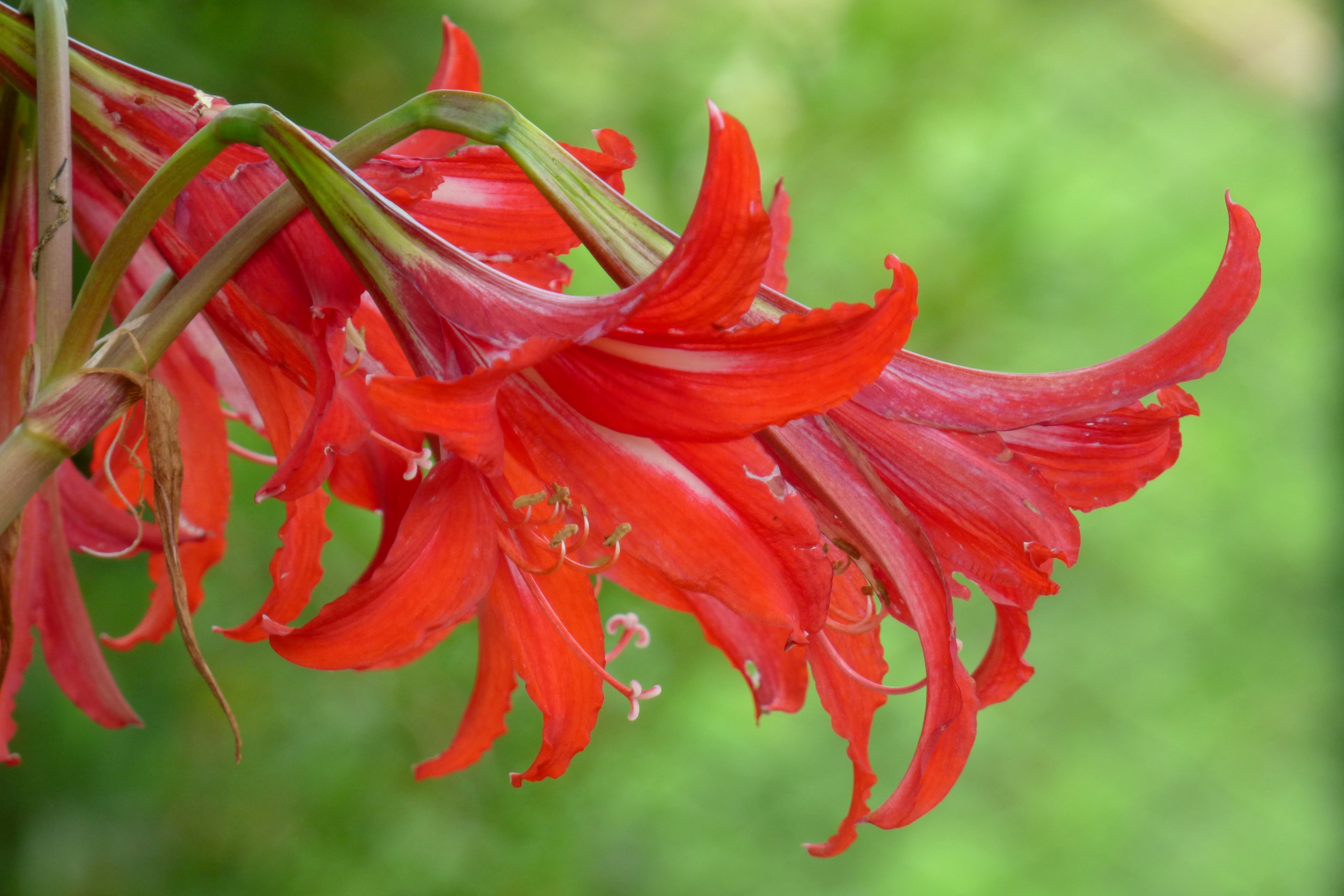File:Amarilis - Lirio de beladona - Azucena (Amaryllis belladona) - Flickr  - Alejandro Bayer.jpg - Wikimedia Commons