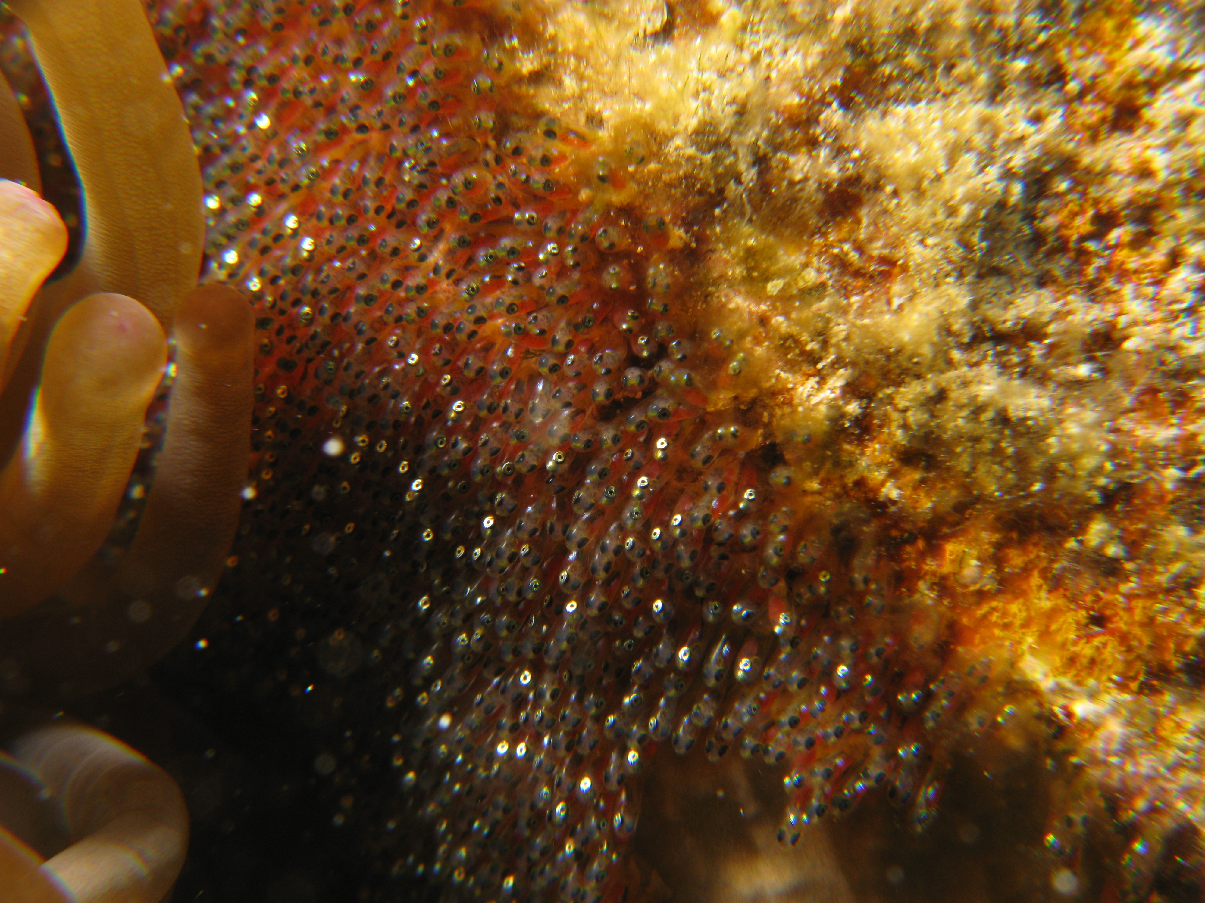 Anemone Fish Spawn in later stadium.jpg. 