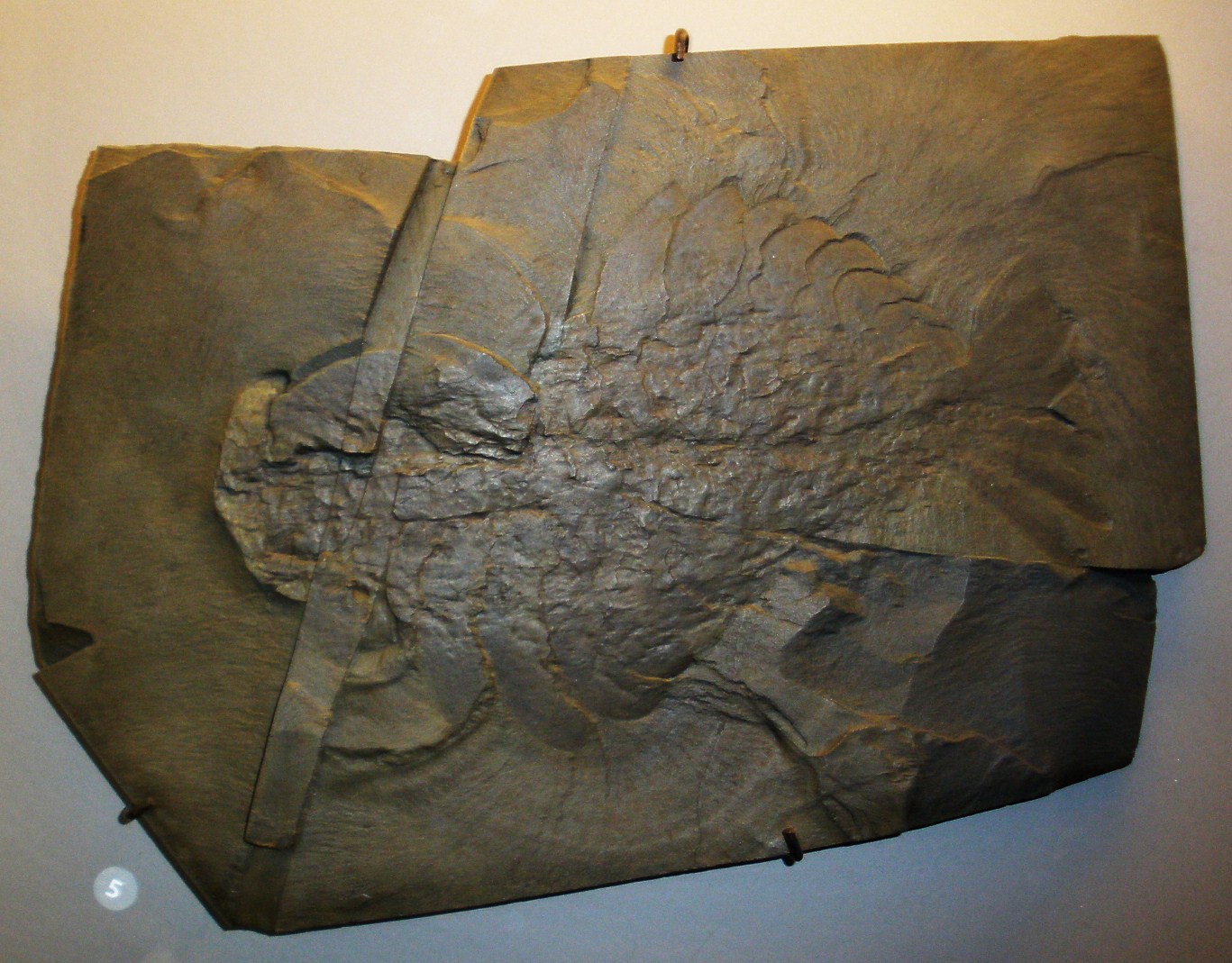 File:Anomalocaris canadensis fossil  - Wikimedia Commons