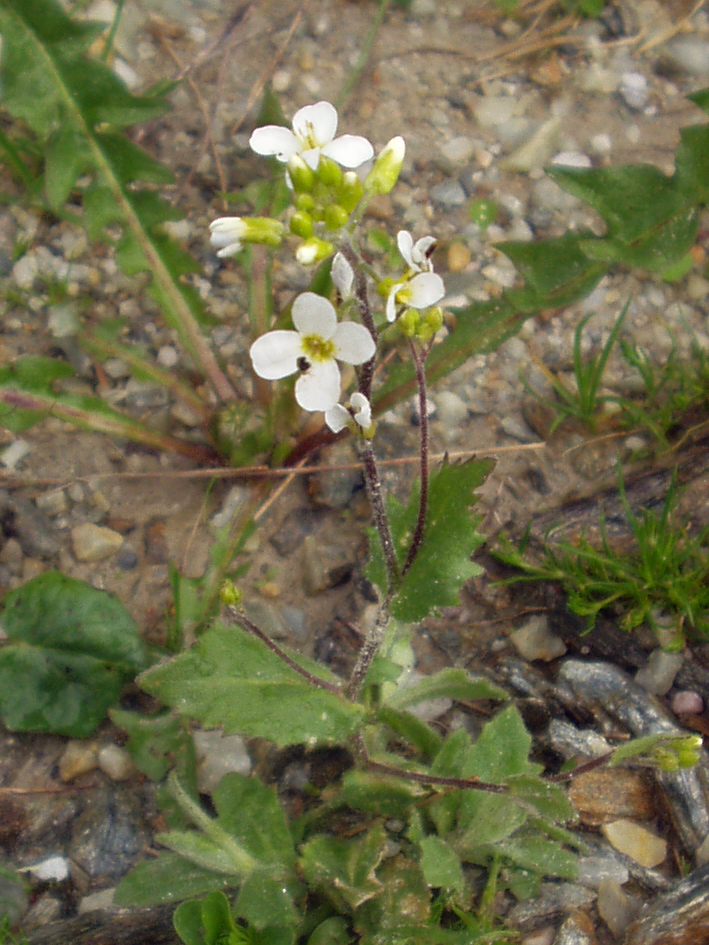 Rock cress, Alpine, Perennial, Flowering