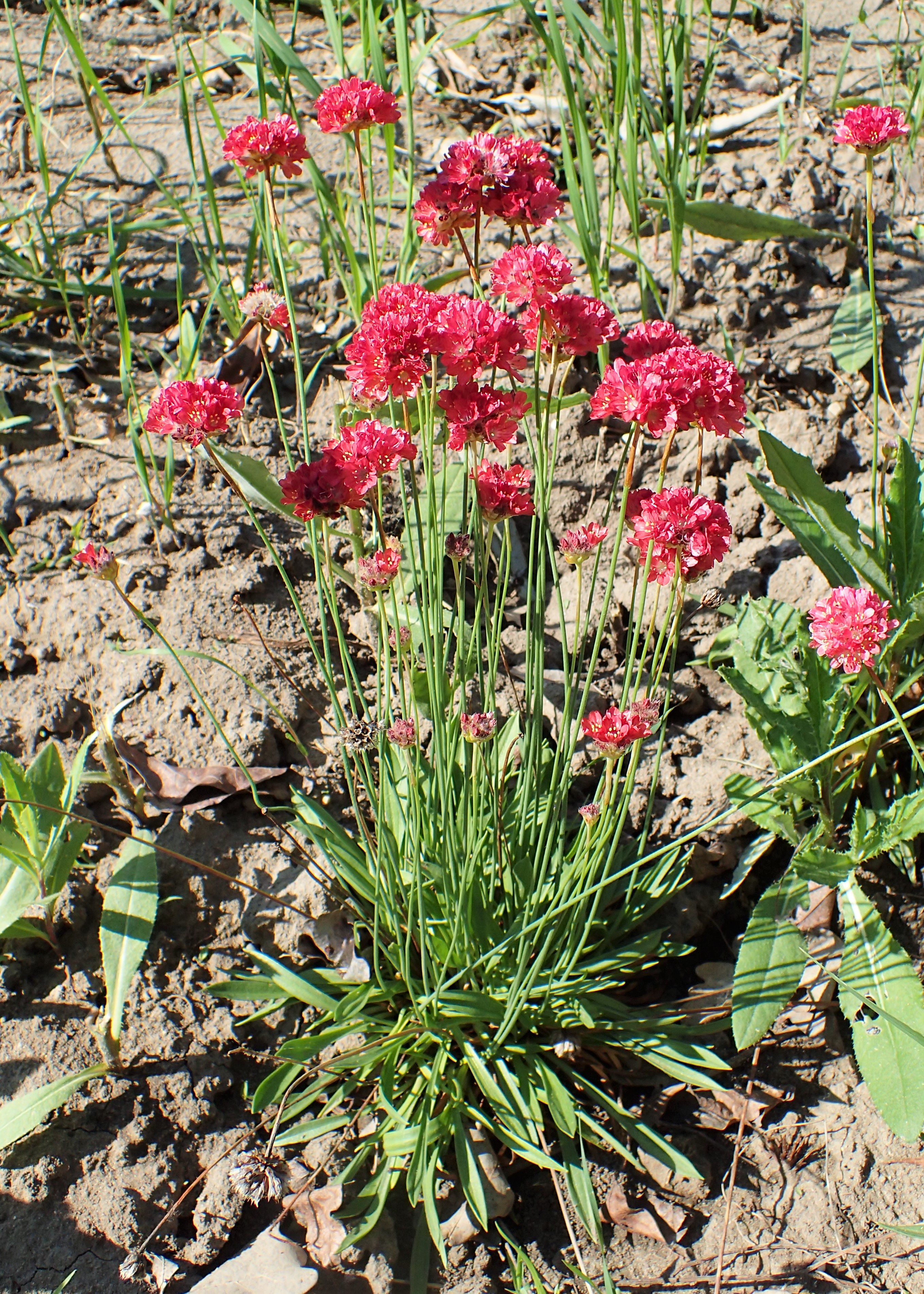 fortjener vej Jeg vasker mit tøj File:Armeria pseudarmeria 'Ballerina Red' kz01.jpg - Wikimedia Commons