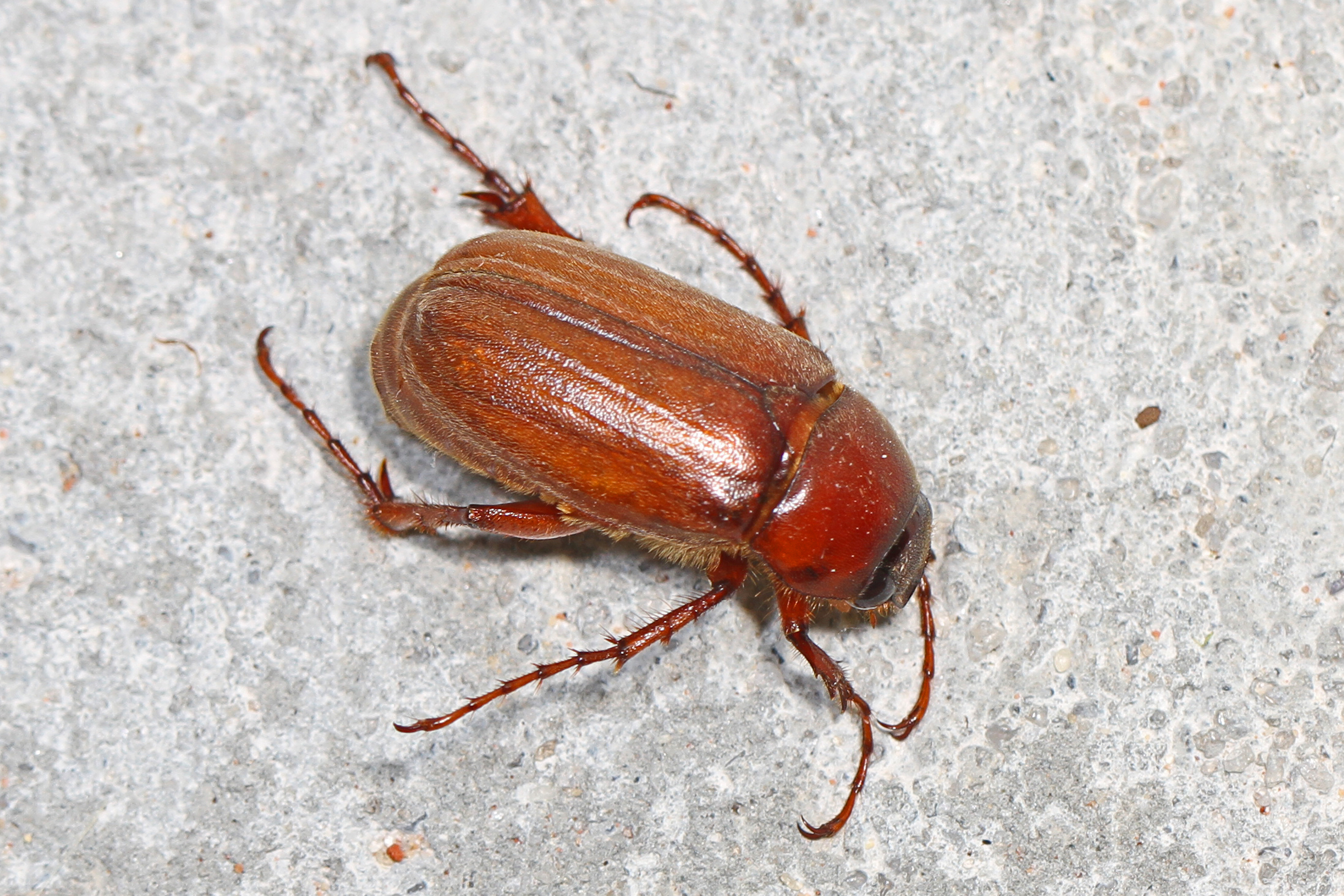 File Asiatic Garden Beetle Maladera Castanea Archbold