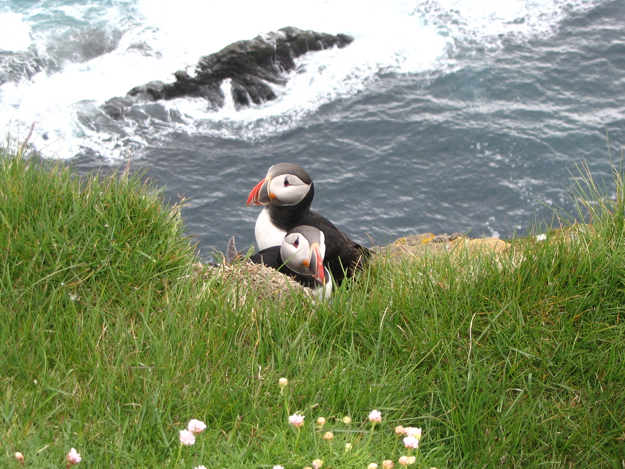 Puffin - Wikipedia