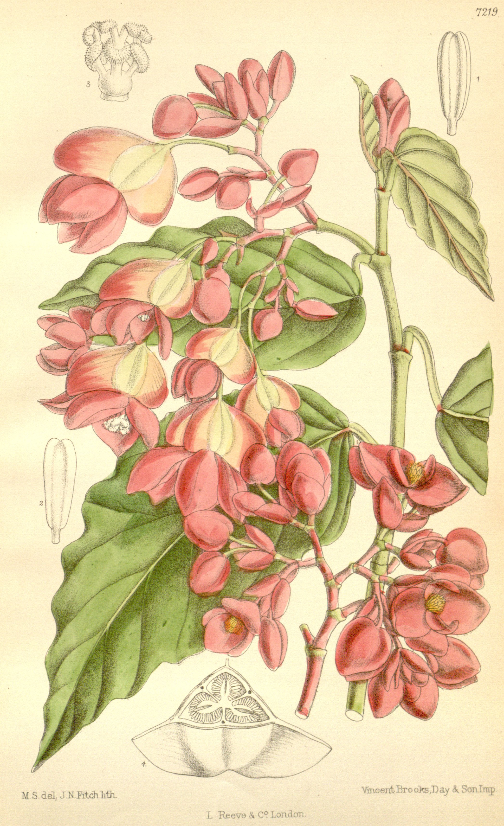 Begonia radicans – Wikipédia, a enciclopédia livre