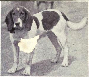 File:Bern Hound from 1915.JPG