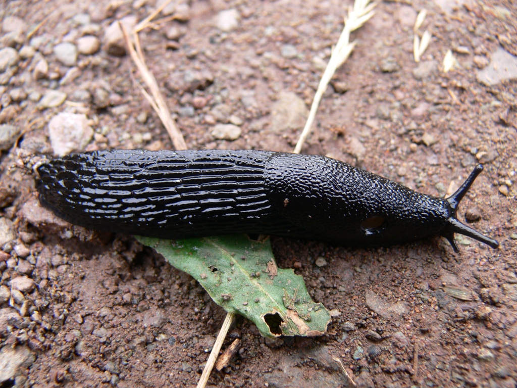 Black slug - Wikipedia