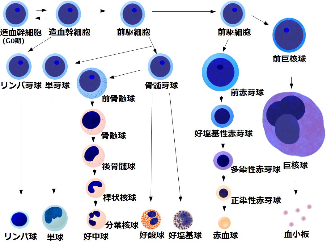 https://upload.wikimedia.org/wikipedia/commons/4/4f/Bloodcelldifferentiationchart%28Japanese%29.jpg