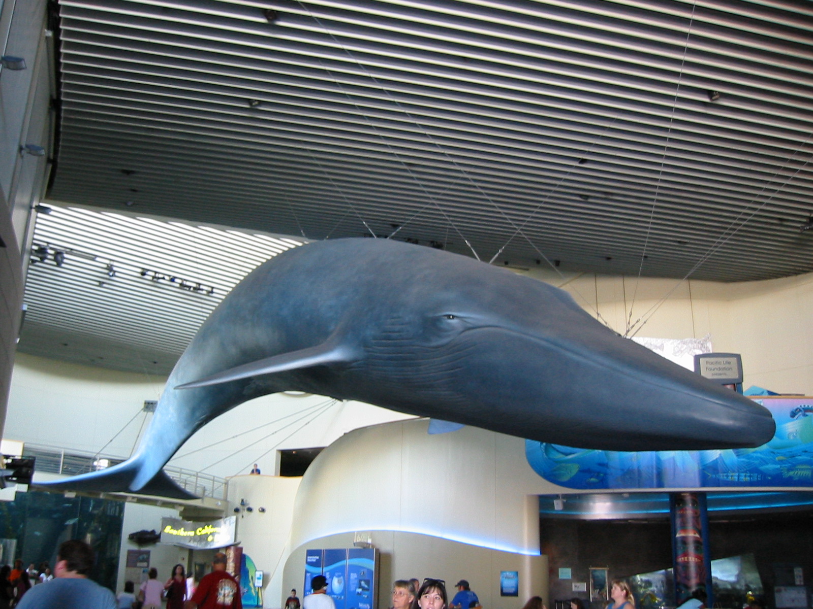 blue whale aquarium