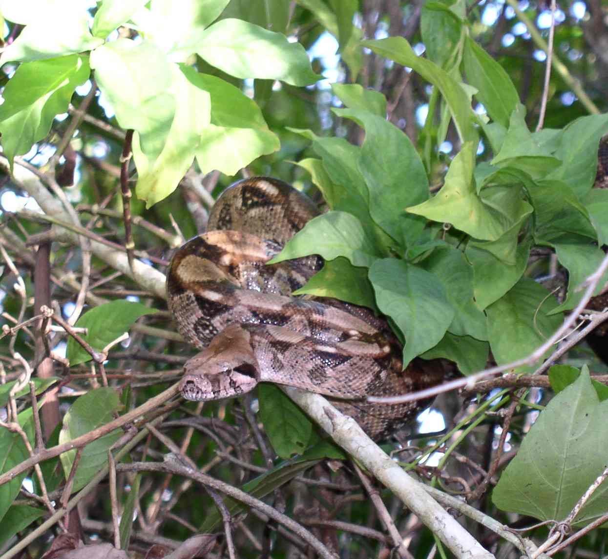 Boas (Family Boidae) · iNaturalist