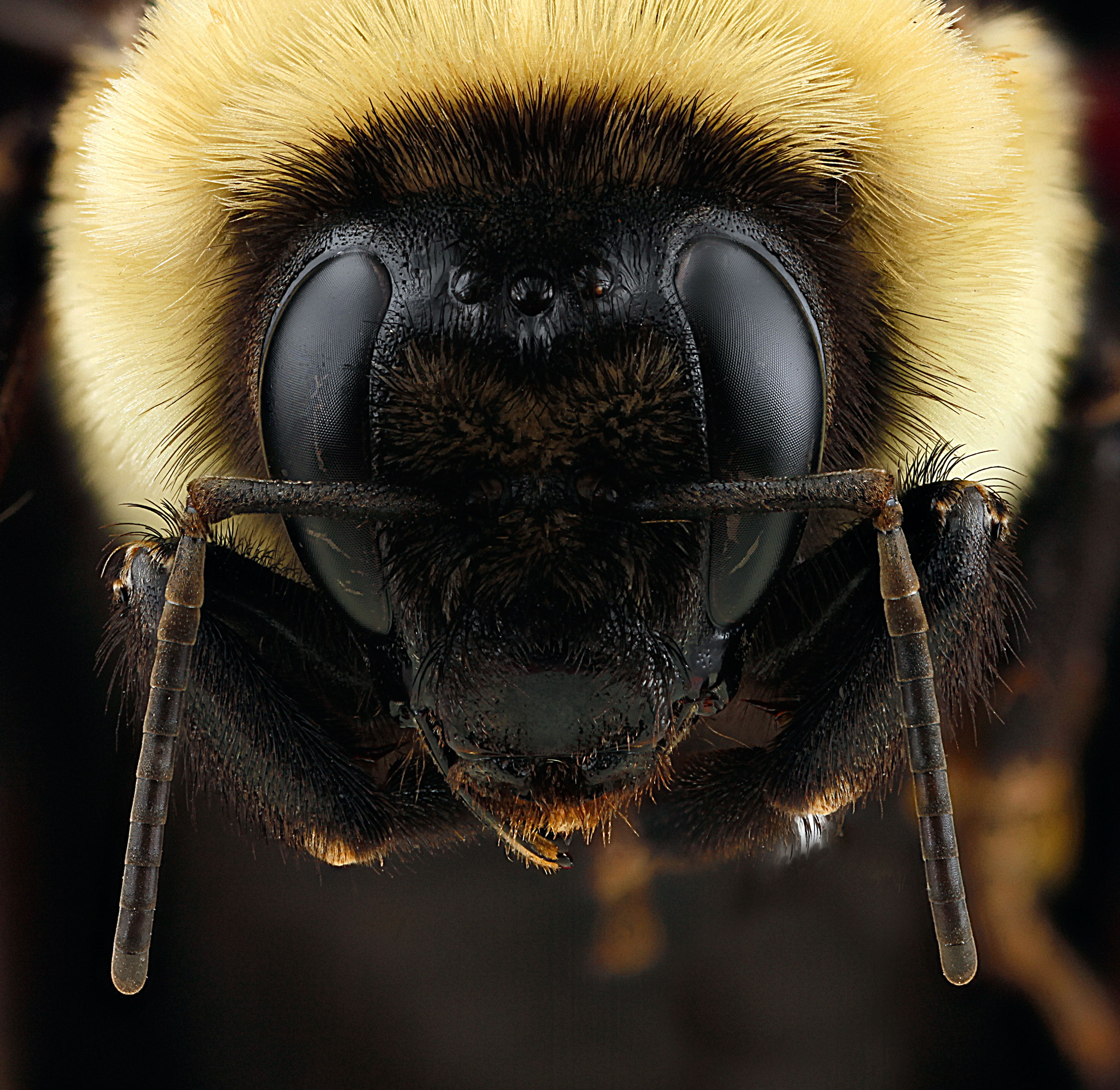 Какая голова пчел. Хоботок шмеля. Bombus Morio. Шмель и Шершень. Шершень мохнатый.