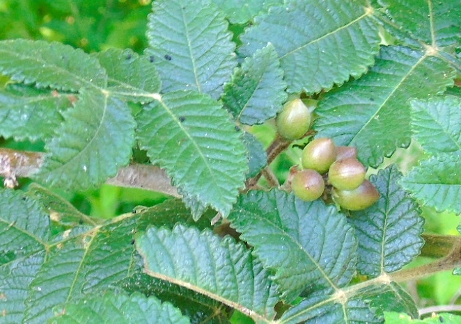 File:Bursera excelsa.jpg