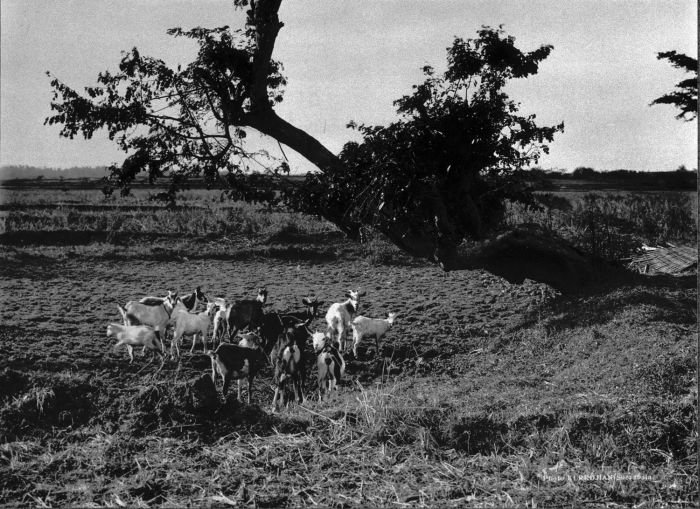 File:COLLECTIE TROPENMUSEUM Landschap met geiten in de omgeving van Grissee ten noorden van Soerabaja Oost-Java. TMnr 60008005.jpg