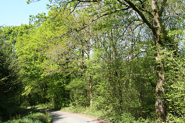 File:Chulmleigh, in Longmoor Wood - geograph.org.uk - 420155.jpg