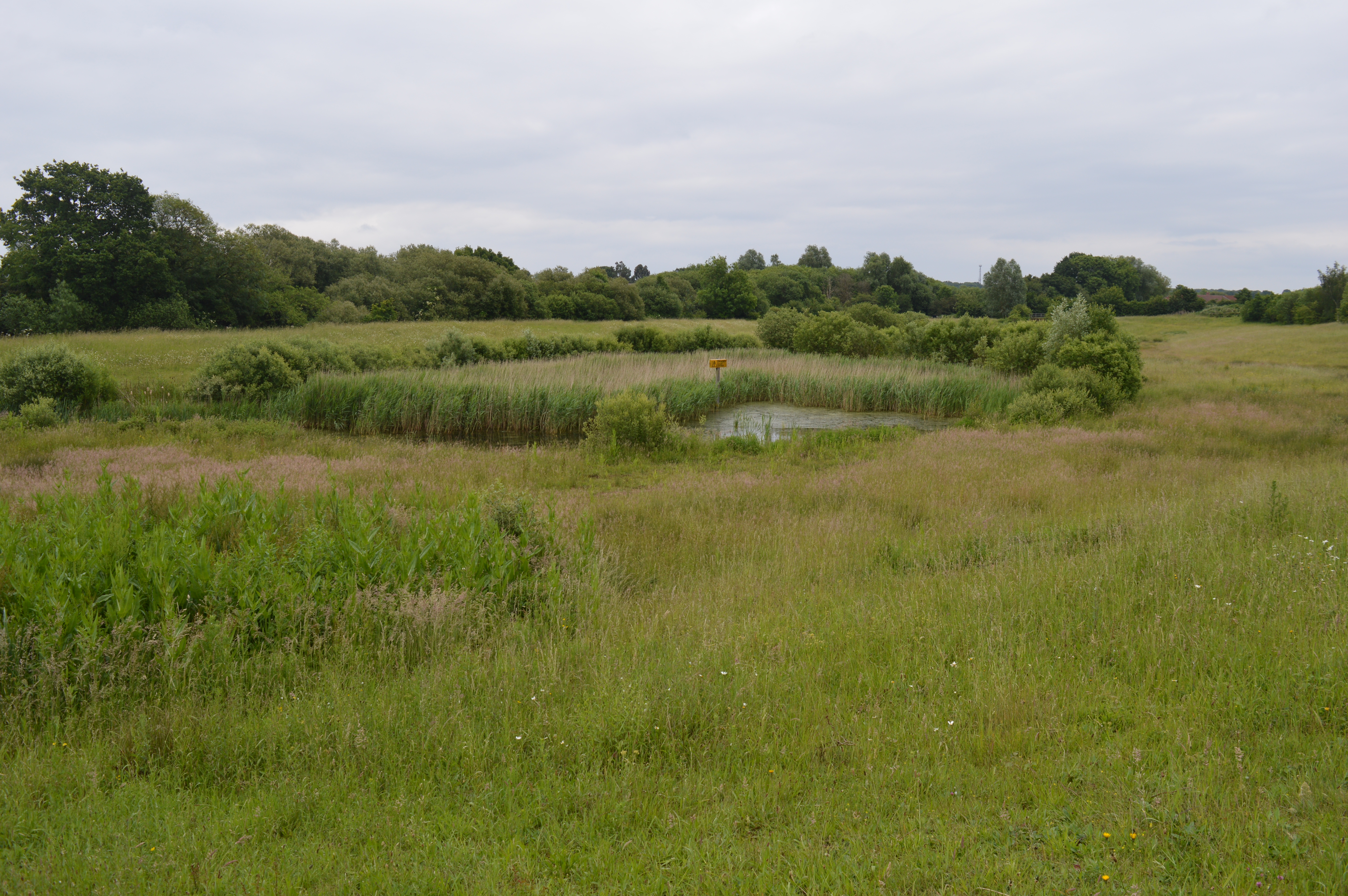 Church Lane Flood Meadow