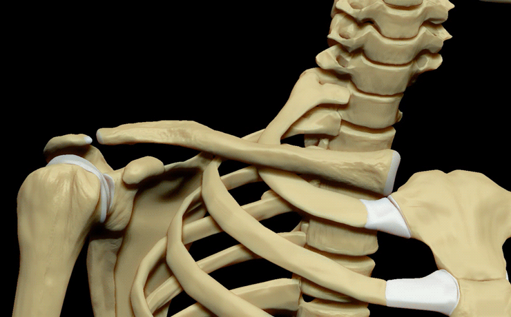 Clavicle_3d_Model.gif