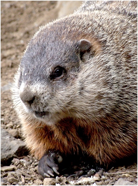 Closeup groundhog