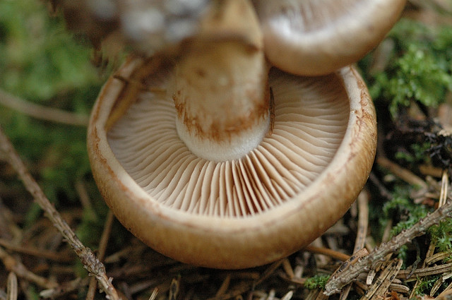 File:Cortinarius.allutus2.-.lindsey.jpg