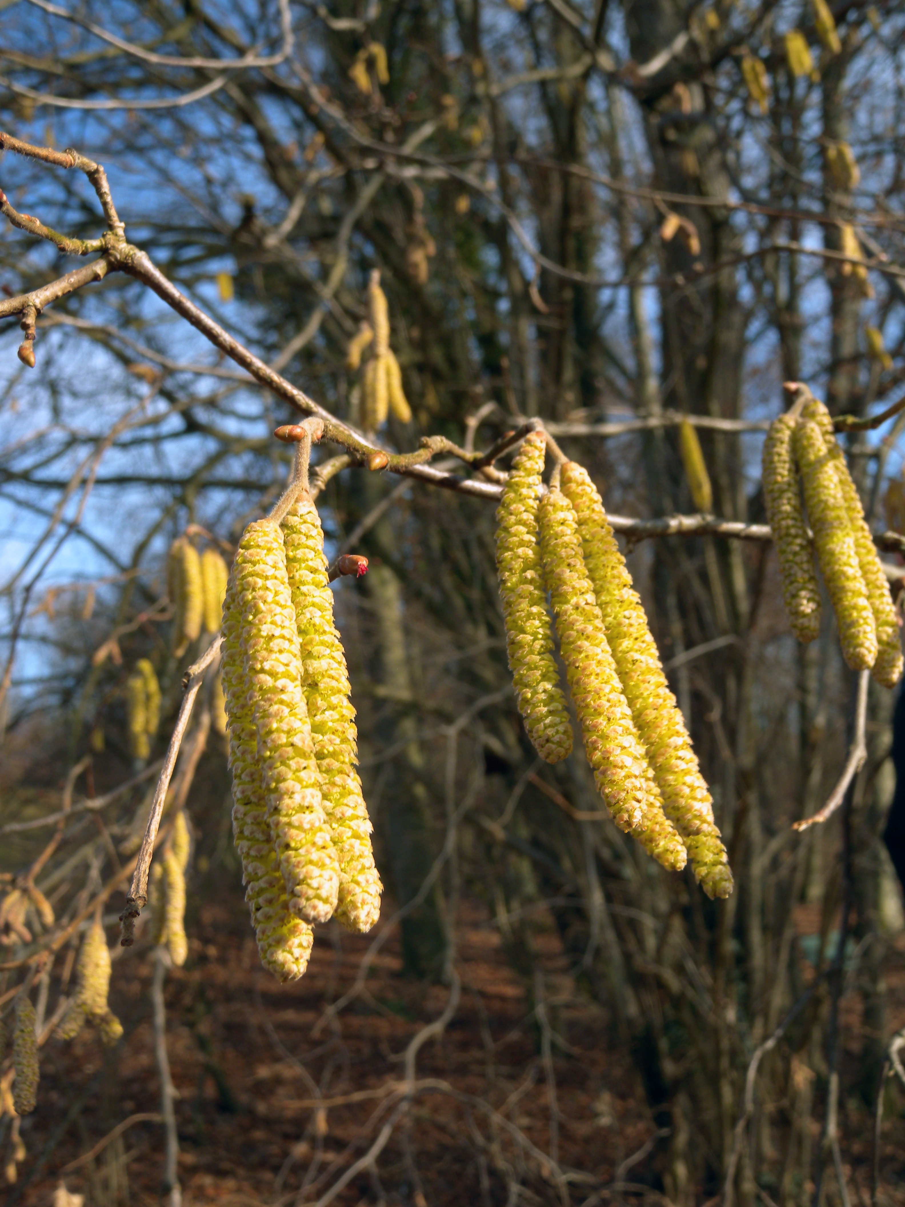 Corylus avellana С†РІРµС‚С‹