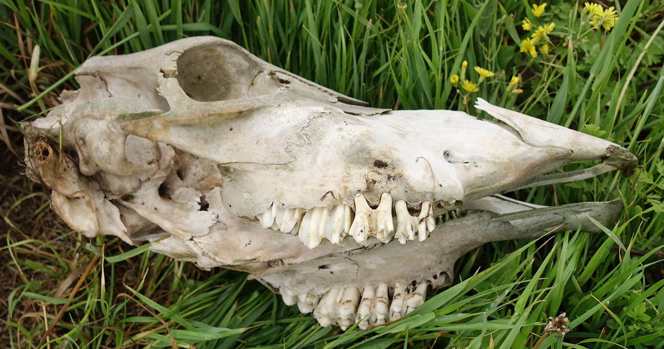 File:Cow skull.jpg - Wikimedia Commons