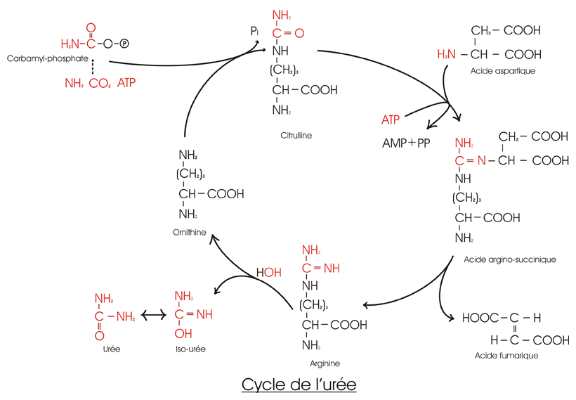 Cycle de l'urée