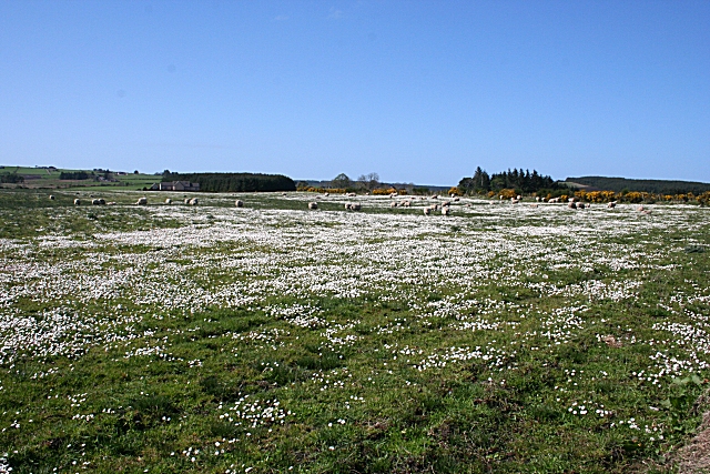 File:Daisy Field - geograph.org.uk - 413837.jpg