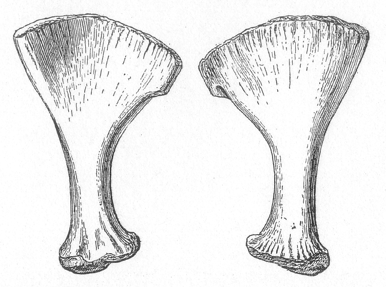 Deinosuchus - Wikipedia