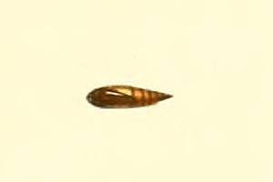 File:Eupithecia cocciferata pupa.JPG