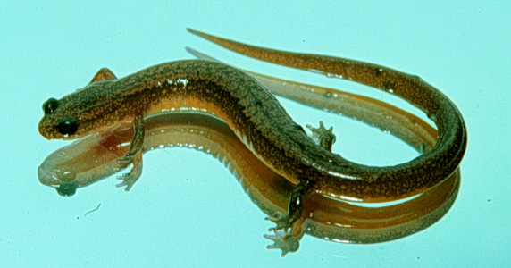 File:Eurycea multiplicata multiplicata.jpg