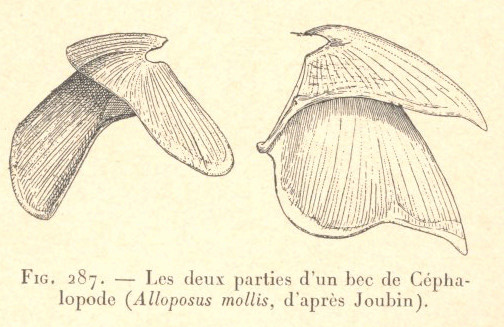 File:FMIB 53370 Deux parties d'un bec de Cephalopode (Alloposus mollis, d'apres Joubin).jpeg