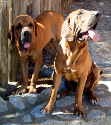 File:Matilha de Cães Originais Fila Brasileiro em fazenda.jpg - Wikimedia  Commons