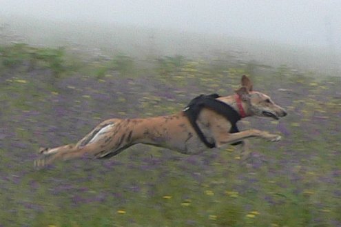 File:Galgo espagnol rescue.jpg