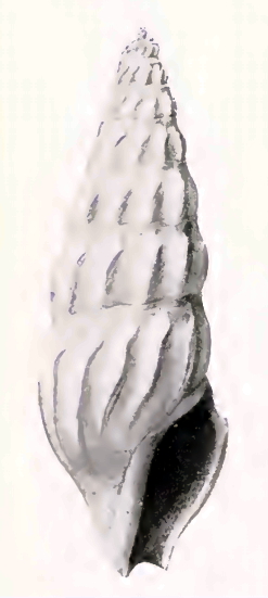 <i>Globidrillia</i> Genus of gastropods