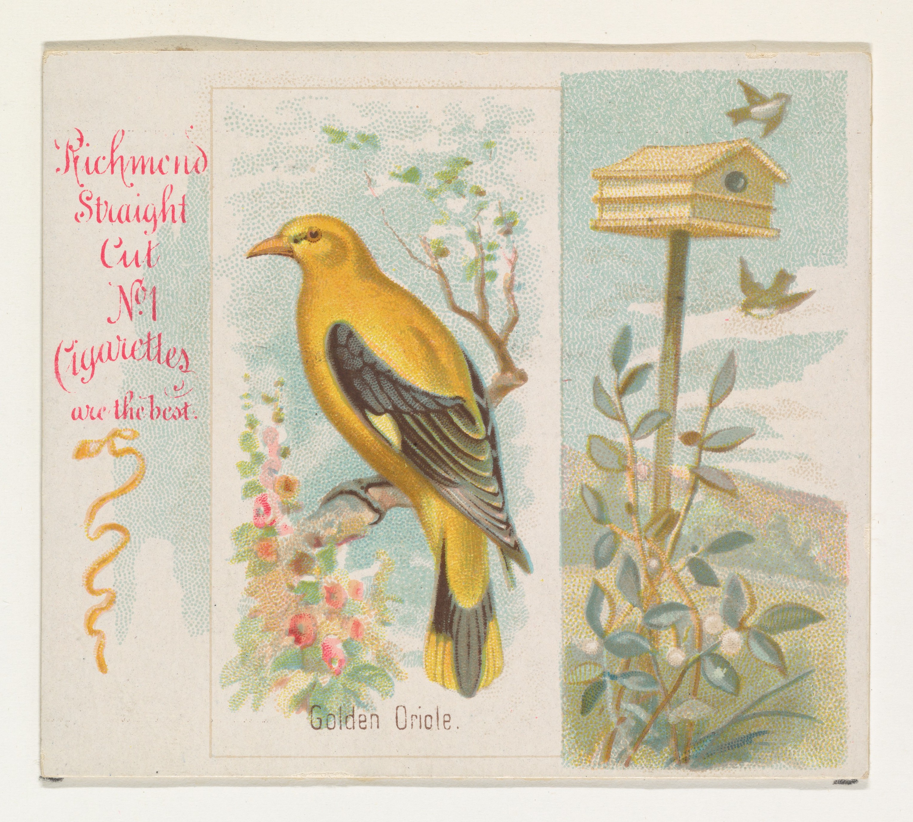 File Golden Oriole From The Song Birds Of The World Series N42 For Allen Ginter Cigarettes Met Dp839257 Jpg Wikimedia Commons