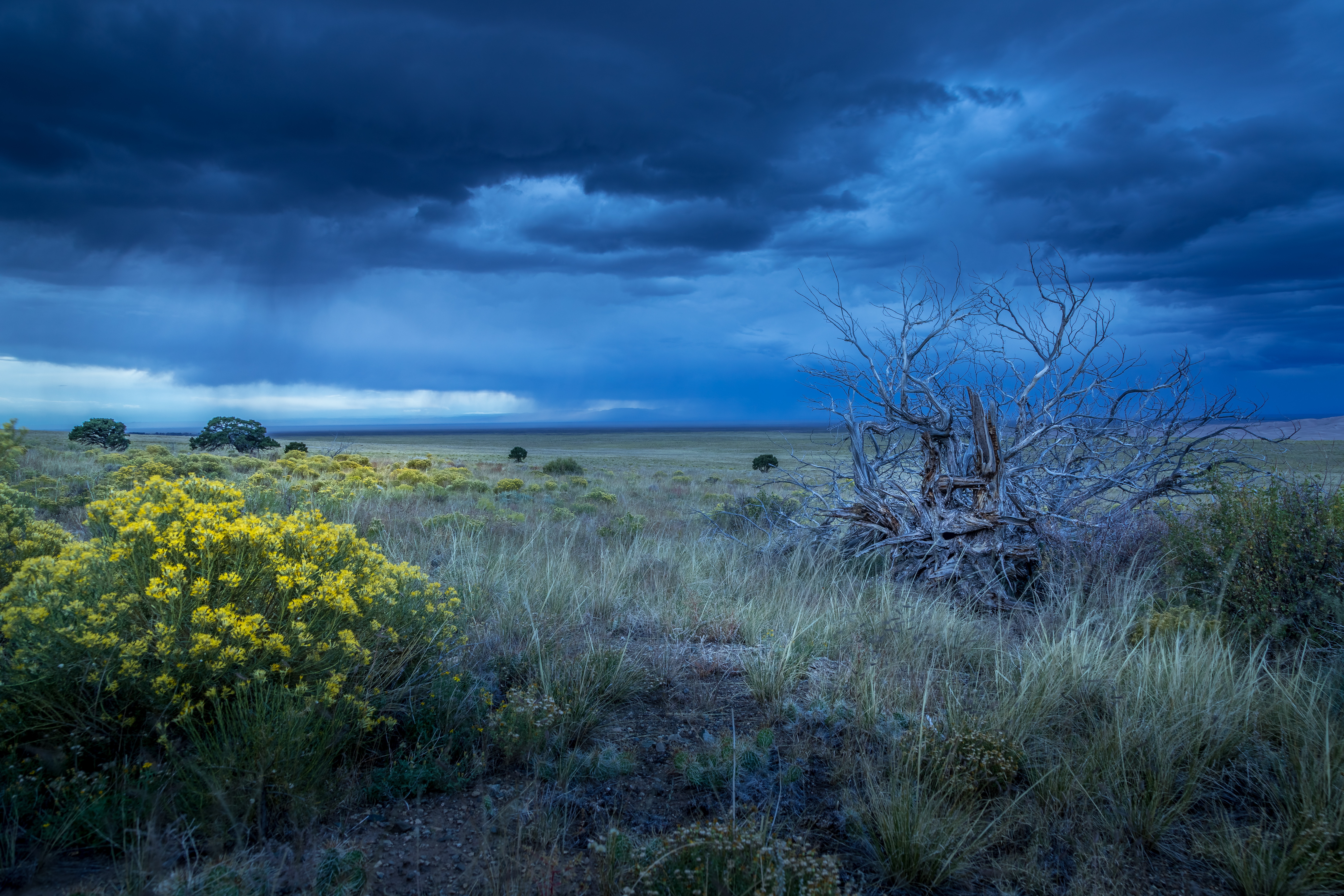 New Research From The U.S. Forest Service Says The Great Plains