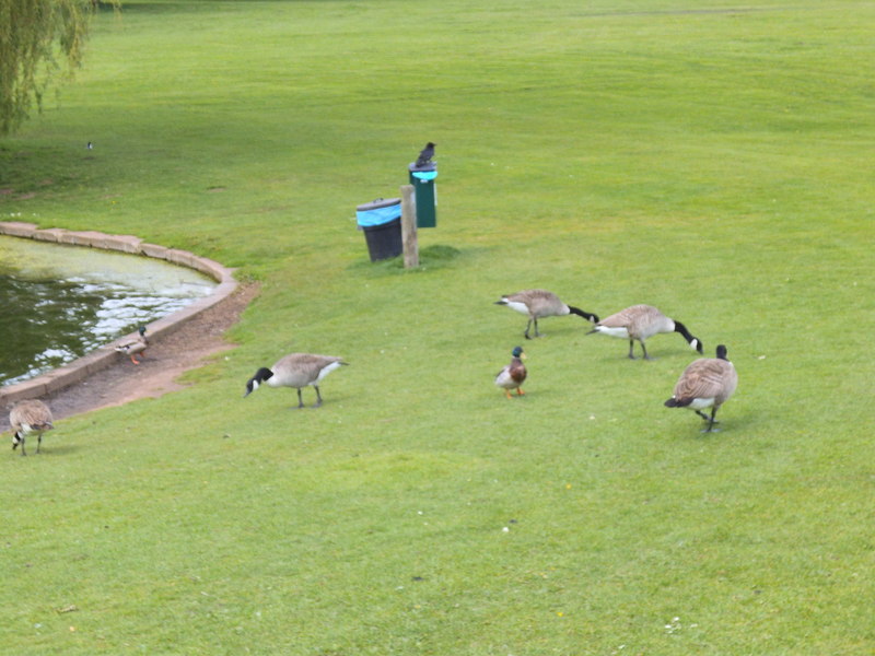 File:Hall Birds - geograph.org.uk - 3481141.jpg