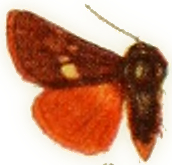 <i>Heliolonche celeris</i> Species of moth