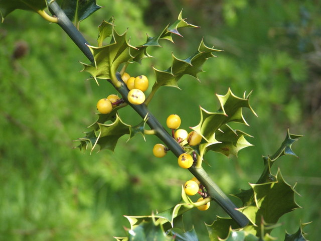 File:Holly with yellow berries - geograph.org.uk - 1073755.jpg