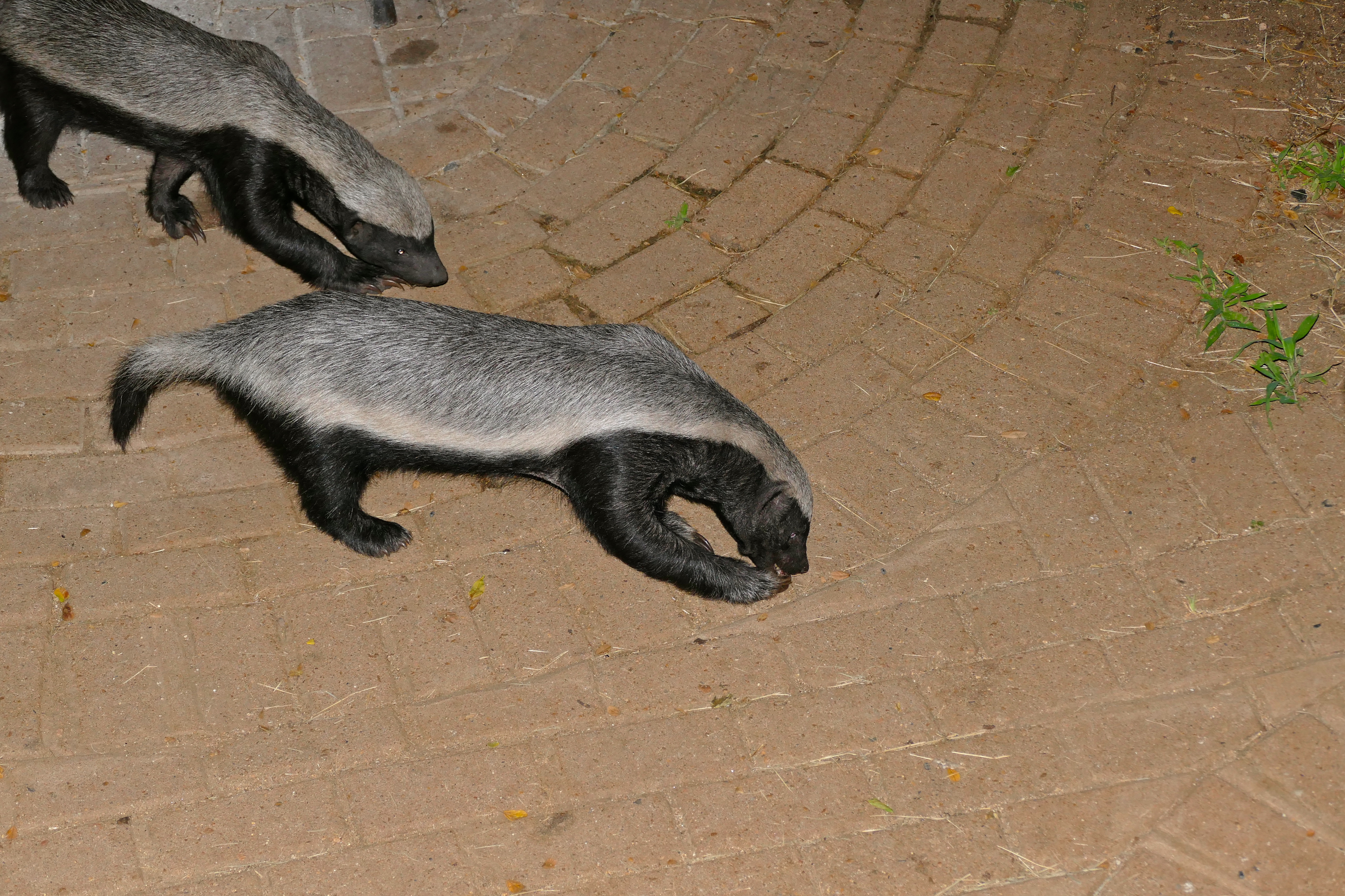 Honey Badgers (Mellivora capensis) (16746465704).jpg