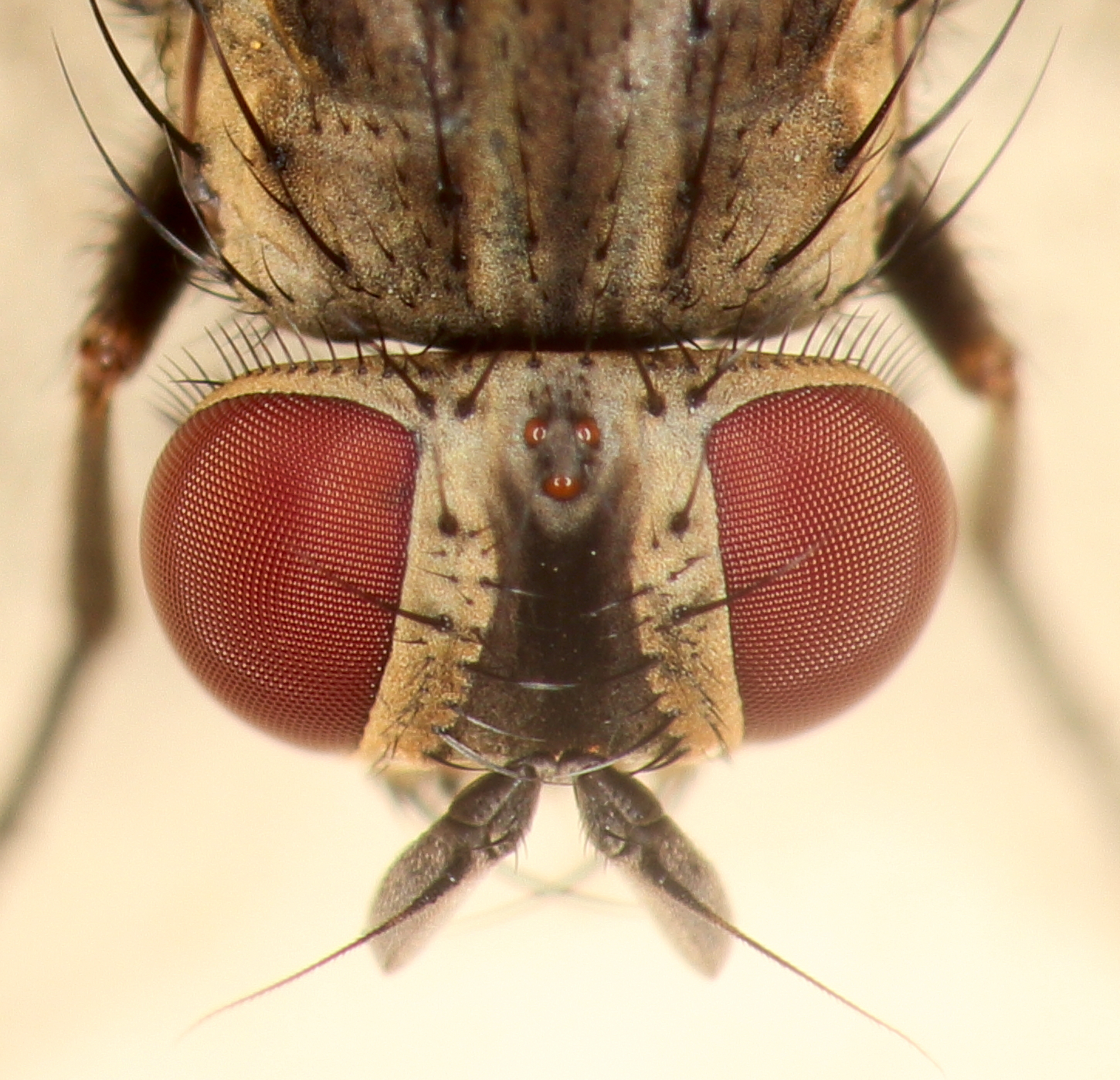 File:House Fly Eye Closeup (cropped).jpg - Wikipedia