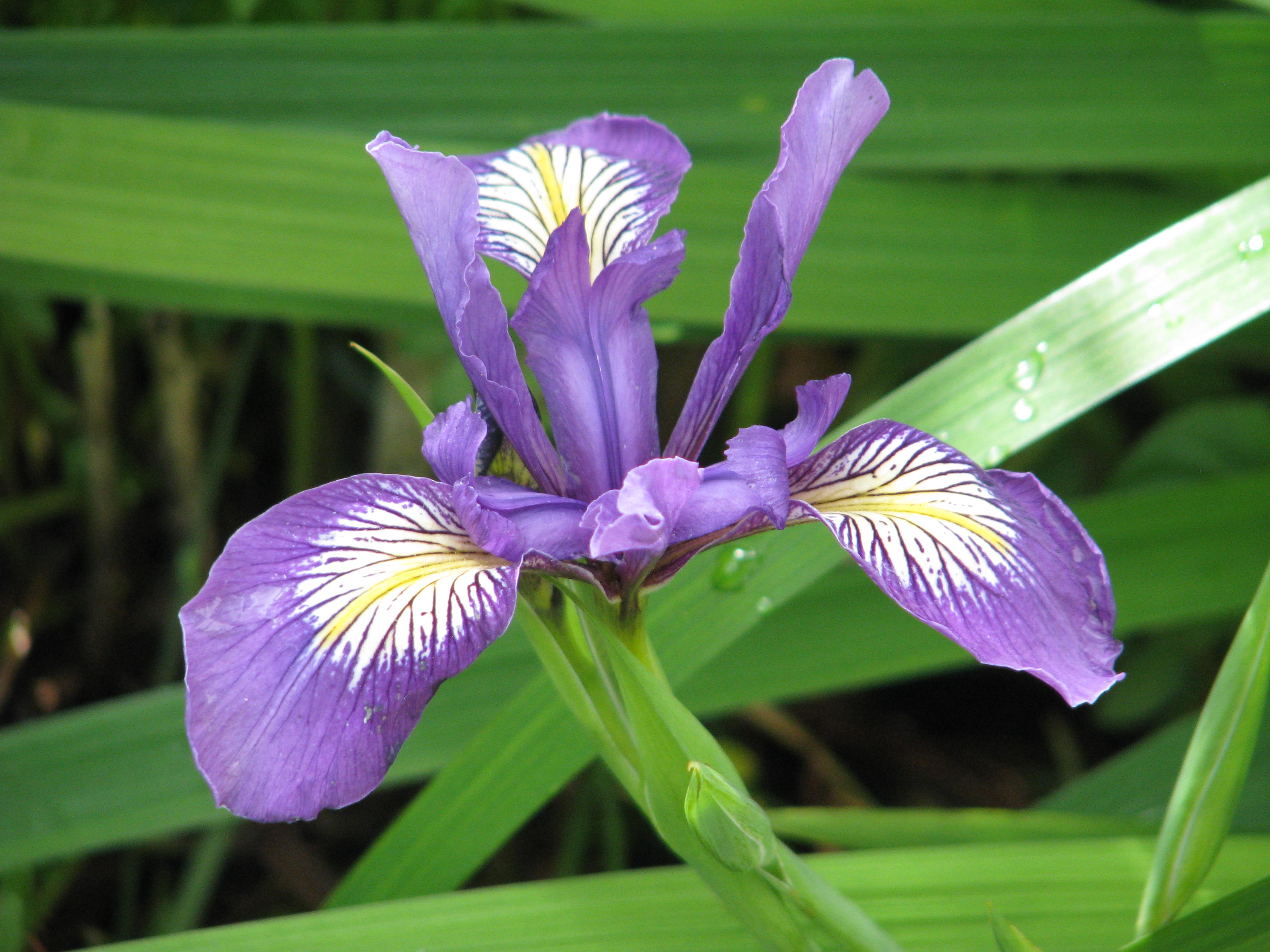 Iris douglasii? (14200181743).jpg