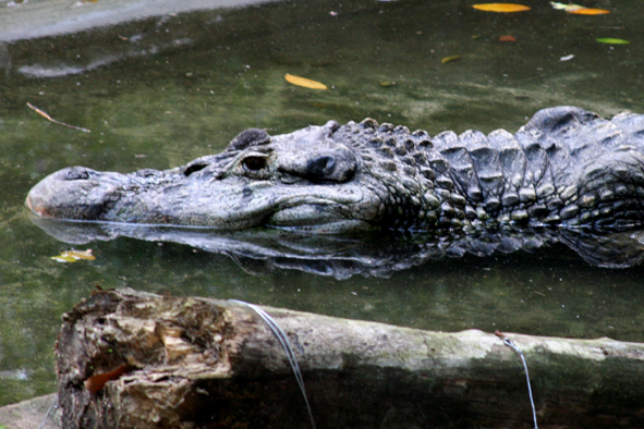 Melanosuchus niger - Wikipedia, la enciclopedia libre