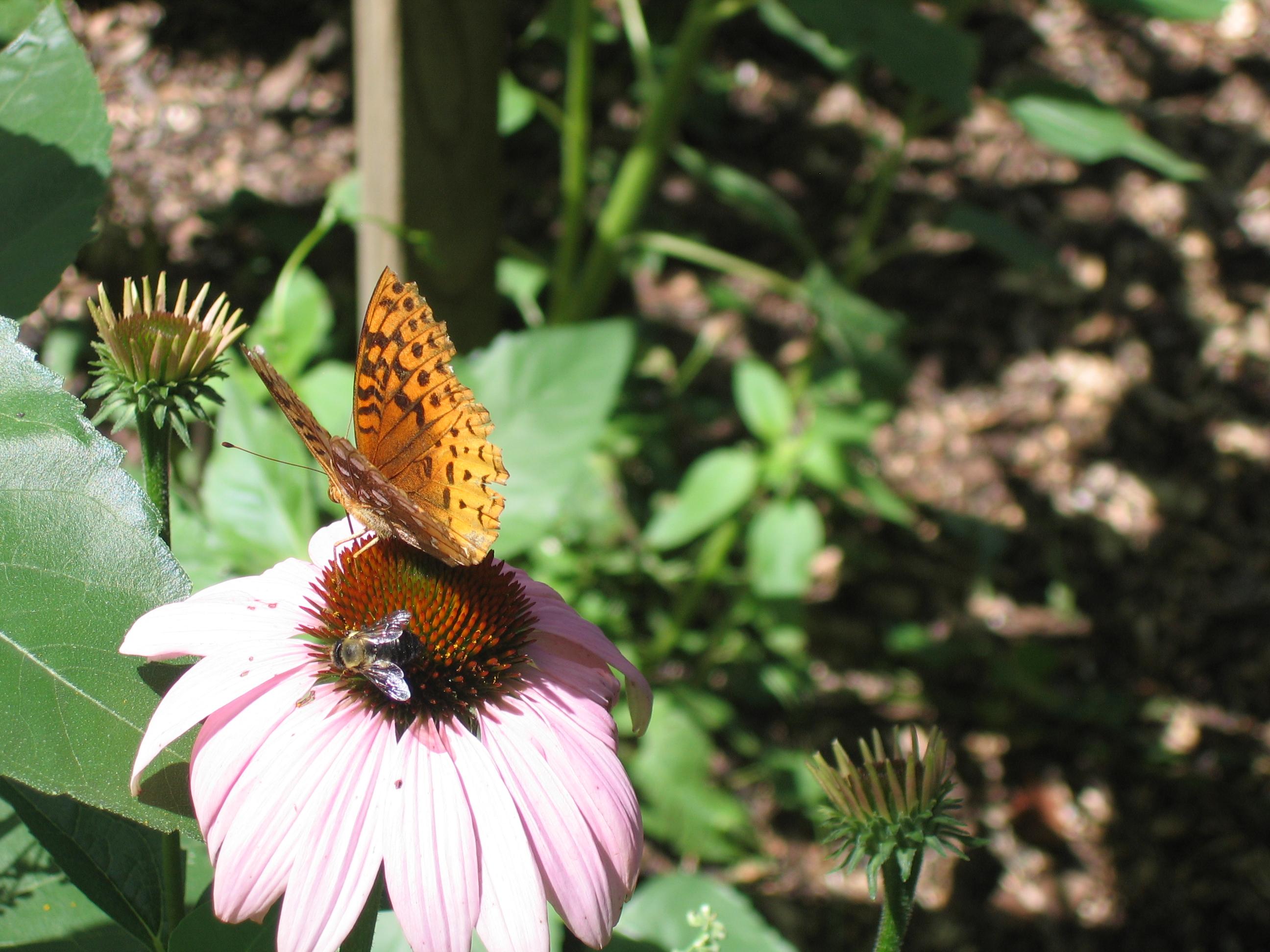 Jason Riedy - Butterfly and bee sharing a meal (by).jpg