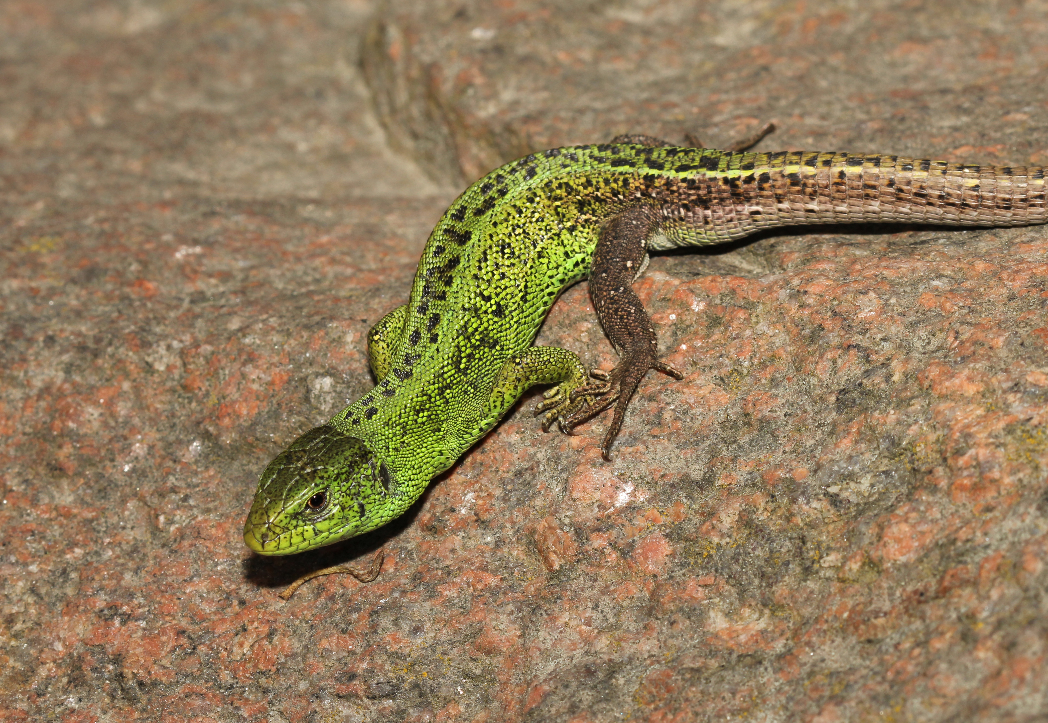 Опишите ящерицу. Самец Lacerta Agilis. Прыткая ящерица. Пресмыкающиеся прыткая ящерица. Ящерица прыткая Грузинская.