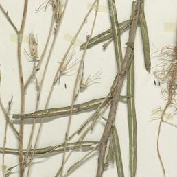 File:Lactuca Saligna L.jpg