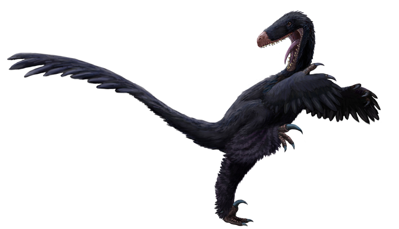 Luanchuanraptor.jpg