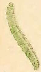 Larva Luquetia lobella larva.JPG